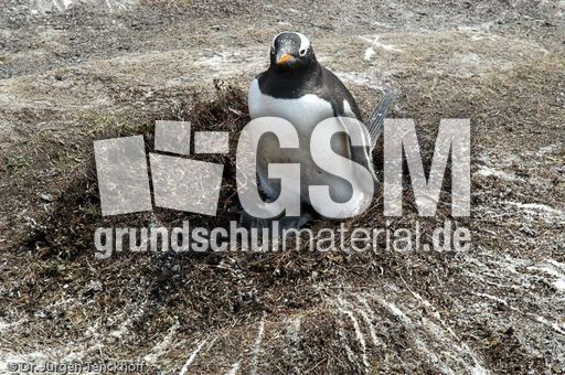 Eselspinguin (25 von 97).jpg